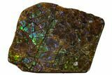 Iridescent Ammolite (Fossil Ammonite Shell) - Alberta, Canada #156825-1